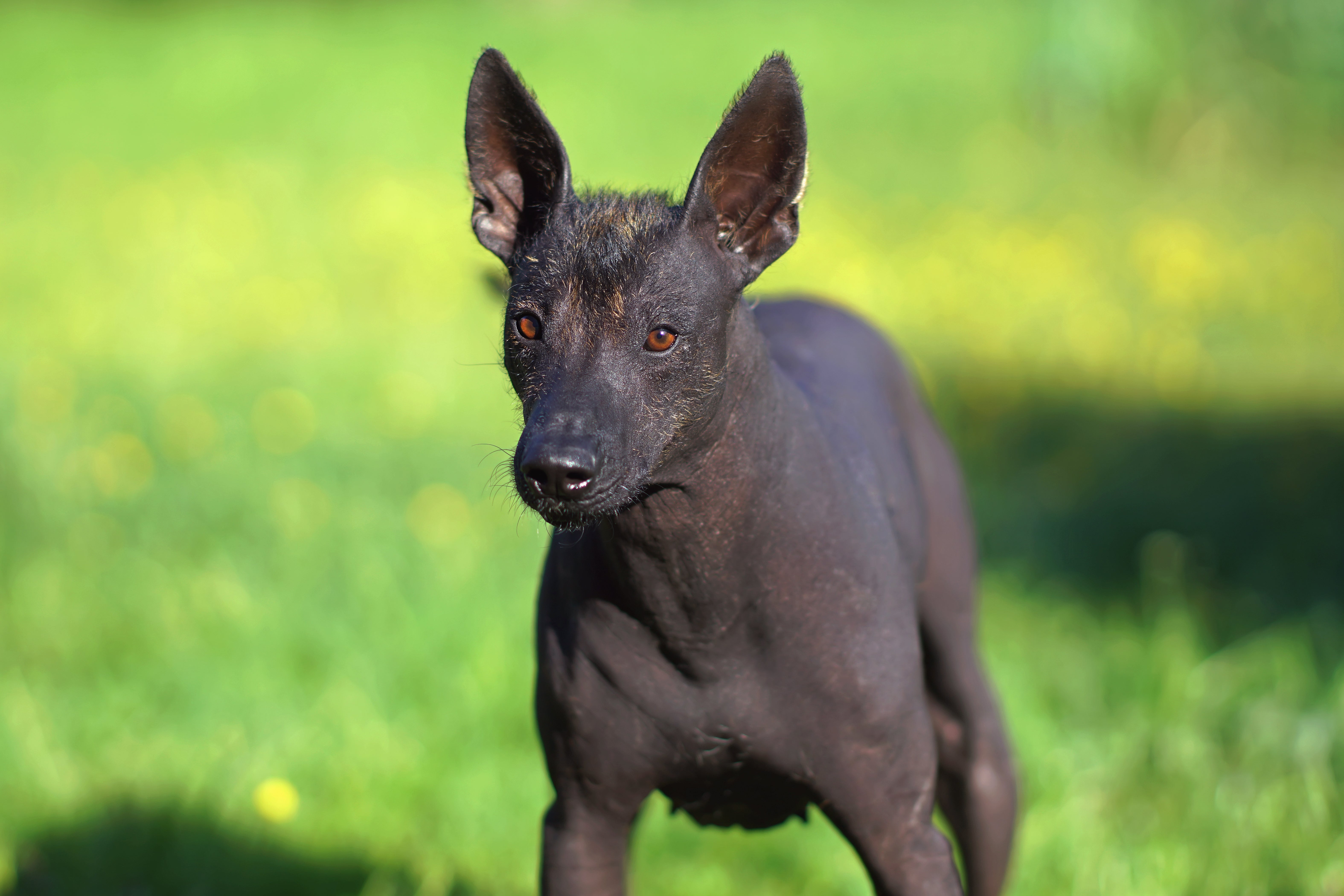 Xoloitzcuintli Mexican Hairless Dog Breed Adoption Info Petfinder